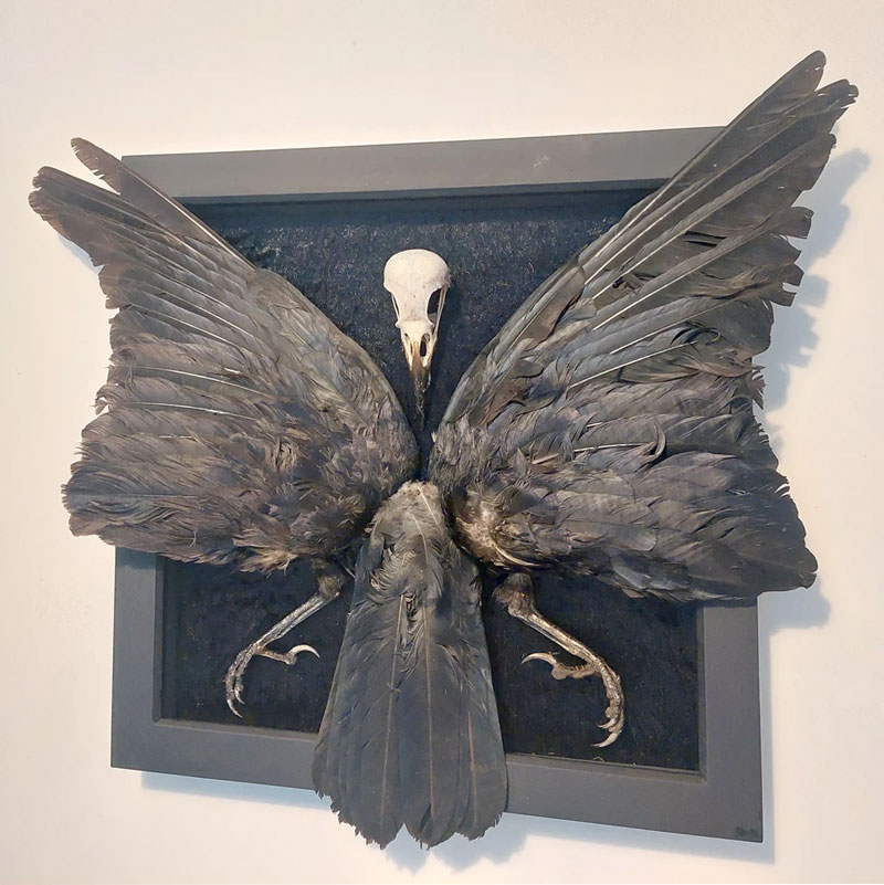 Crow-Skull-Wings-Tail-Feet-Set-Mounted_SQ