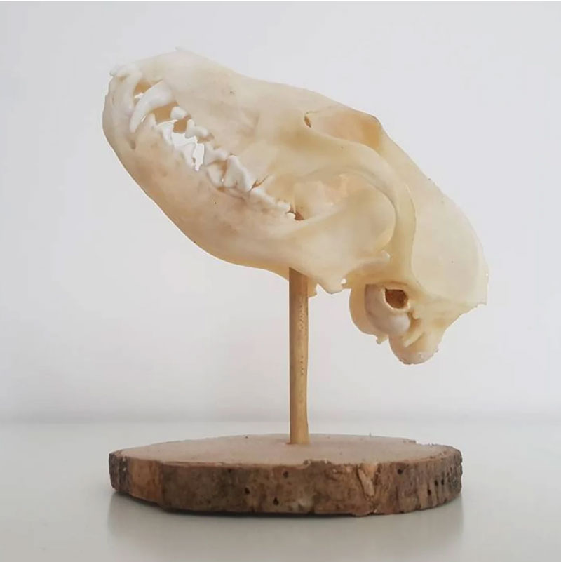 Red-Fox-Skull-Display