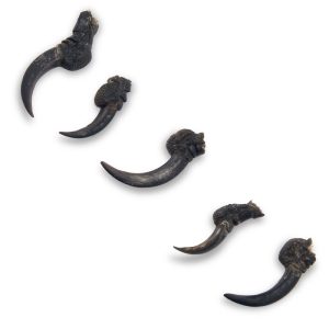 Natural Carrion Crow Claws