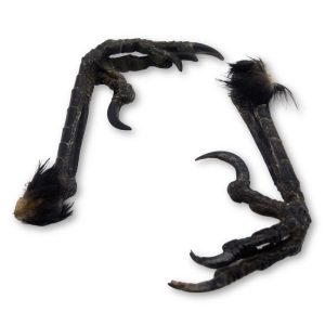 Natural Carrion Crow Feet