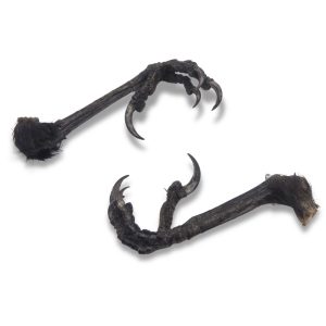 Natural Eurasian Magpie Feet