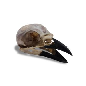 Natural Eurasian Magpie Skull
