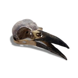 Natural Rook Skull