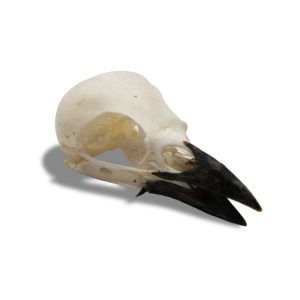 Whitened Eurasian Magpie Skull
