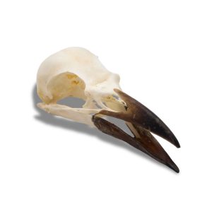 Whitened Rook Skull
