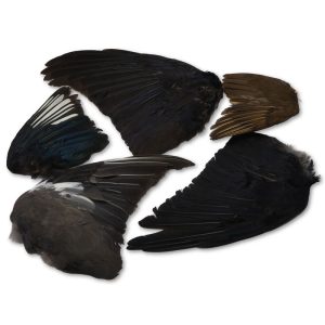 Natural Bird Wings Set