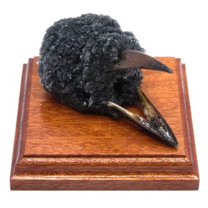 Natural Carrion Crow Crystal Encrusted Skull