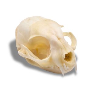 Whitened Cat Skull