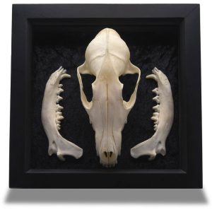 Red Fox Skull Set Framed Display
