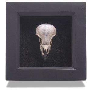 Eurasian Magpie Skull Framed Display