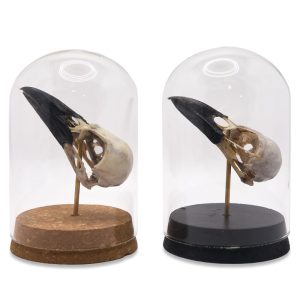 Natural Carrion Crow Skull in Glass Dome