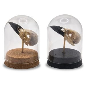 Natural Eurasian Magpie Skull in Glass Dome