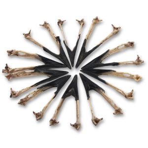 Natural Eurasian Magpie Jawbones