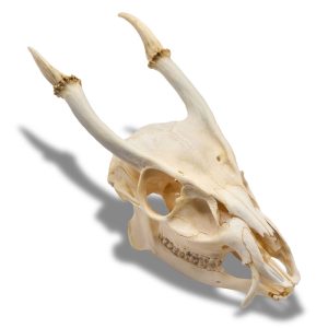 Whitened Muntjac Deer Skull