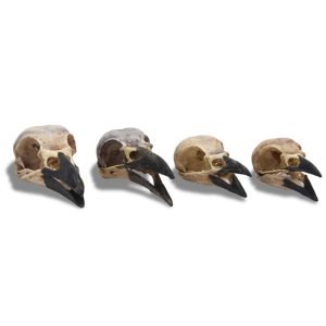 Natural Crow Skulls Set (4 skulls)