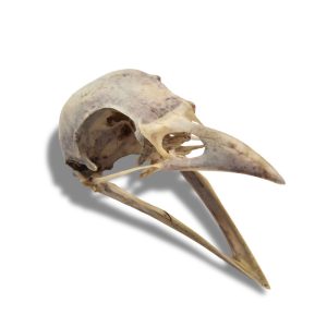 Natural Crow or Rook Skull (Variable Damage)
