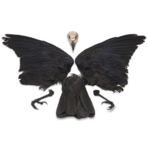 Natural Carrion Crow Full Set