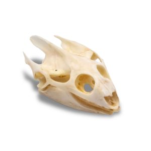 Whitened Turtle Skull