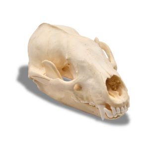 Whitened Badger Skull