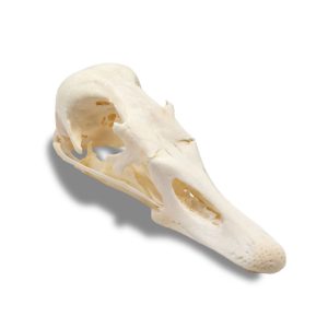 Whitened Canada Goose Skull