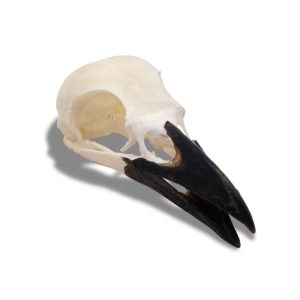 Whitened Carrion Crow Skull