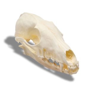Whitened Fox Skull
