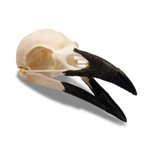 Whitened Raven Skull