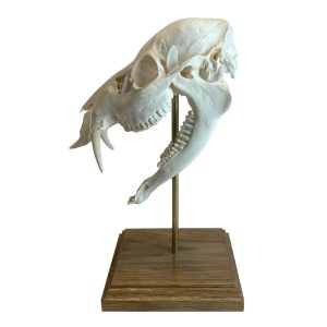 Crow-Skull-Wings-Tail-Feet-Set-Mounted_SQ