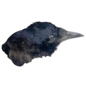 Natural Carrion Crow Head